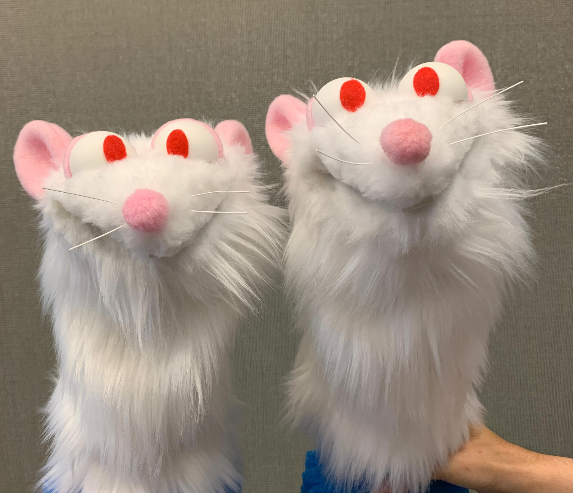Photo of 2 white rat puppets
