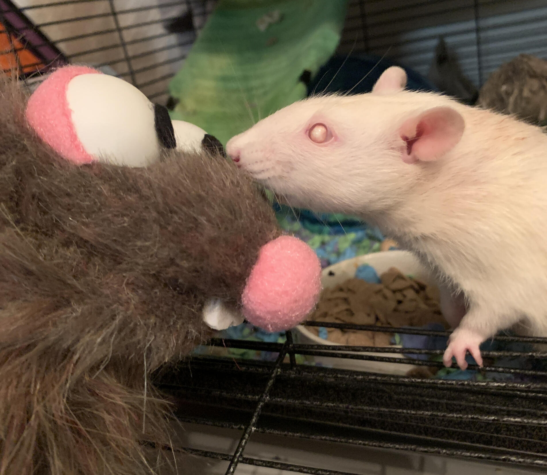 Photo of a rat puppet and a pet rat