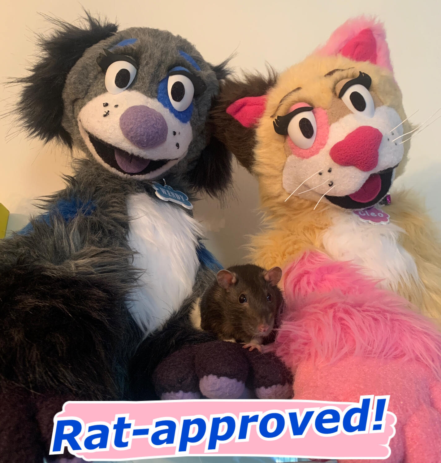 Maude approved Photo of a pet rat and puppets