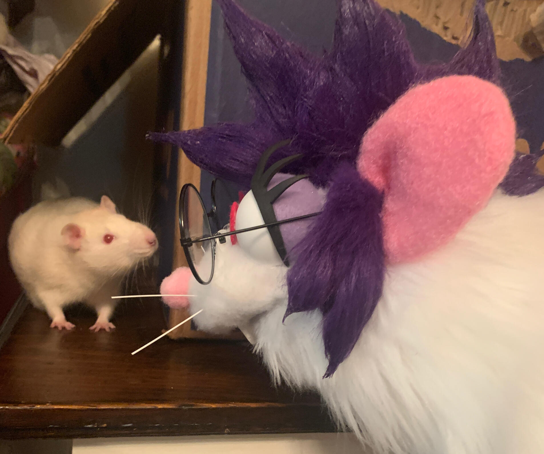 Photo of a pet rat and rat puppet