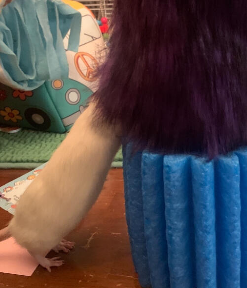 Photo of a pet rat and rat puppet