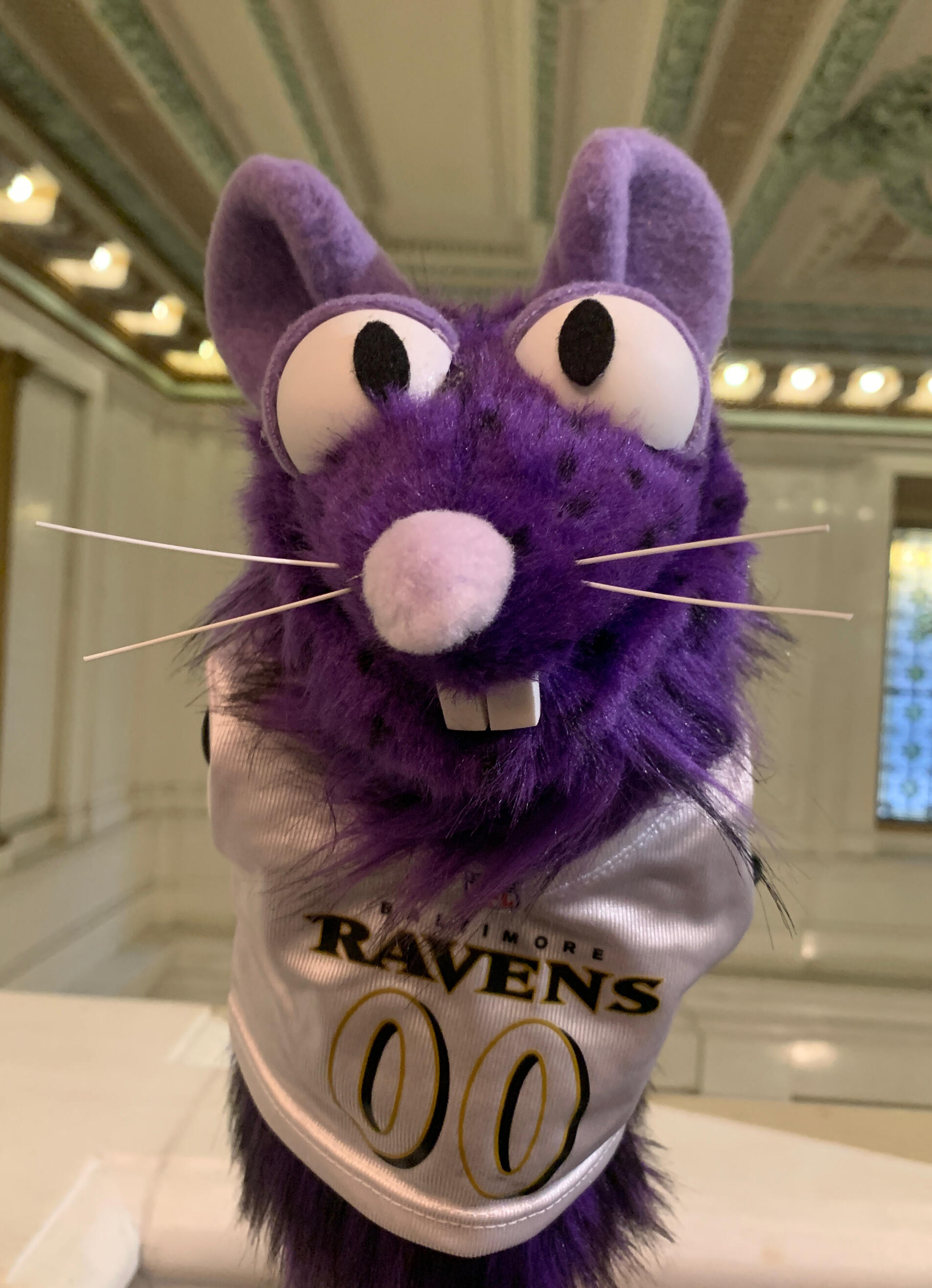 Raven rat